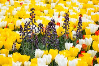 Zestaw - szachownica perska czarna i tulipany - biały, pomarańczowy i zółty - 18 szt.