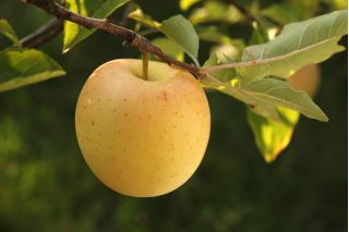 Jabłoń Golden Delicious - sadzonka XXL