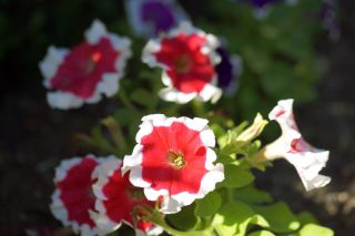 Petunia ogrodowa Iluzja - czerwona - 400 nasion