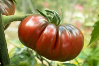 Pomidor gruntowy wysoki Black Prince - soczysty, słodki i aromatyczny, polecany do bezpośredniego spożycia