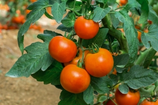 Pomidor gruntowy karłowy Lolek - pomarańczowy, bardzo późny, do długiego przechowywania