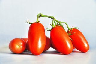 Pomidor gruntowy wysoki S. Marzano 3 - hit w krajach śródziemnomorskich! - 90 nasion