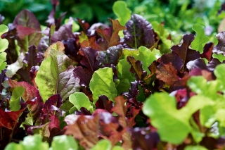 Mini ogród - Kolorowe cięte listki - do uprawy na balkonach i tarasach