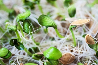 BIO Nasiona na kiełki - Dynia - certyfikowane nasiona ekologiczne