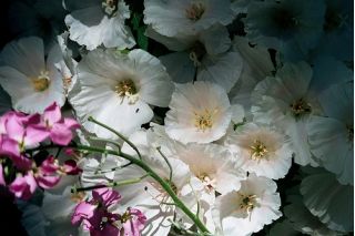 Godecja, Marszawa - o kwiatach białych - 1500 nasion