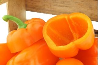 Papryka słodka pomarańczowa - Etiuda - 75 nasion