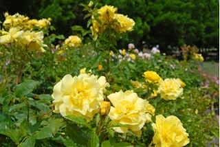 Róża rabatowa żółta - sadzonka z bryłą korzeniową