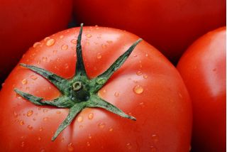 Pomidor szklarniowy - Bekas F1