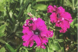 Petunia o kwiatach strzępiastych - różowa - 80 nasion