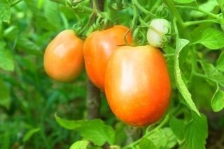 Pomidor gruntowy karłowy Jokato - pomarańczowy, średniowczesny, plenny