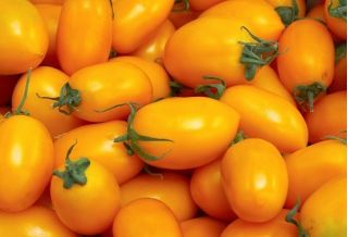 Pomidor czereśniowy Ildi - 80 nasion