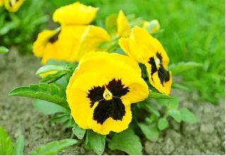 Bratek wielkokwiatowy – żółty z czarną plamą - 400 nasion