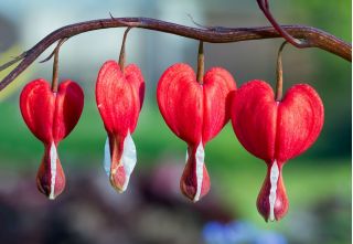 Serduszka okazałe czerwone - Valentine - 1 szt.