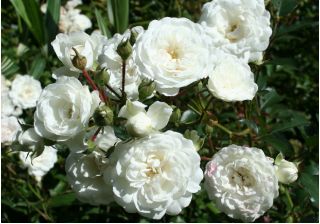 Róża okrywowa biała - sadzonka