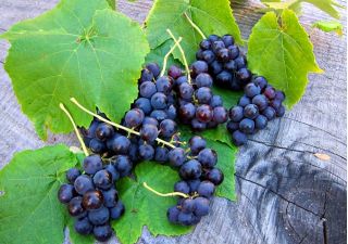 Winorośl Venus - ciemne, bezpestkowe winogrona - sadzonka P9-C2