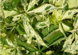 Winobluszcz pięciolistkowy Star Showers - nakrapiane liście - sadzonka