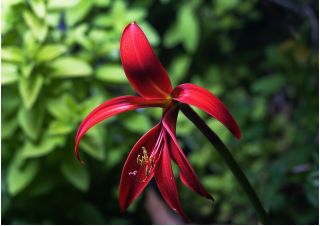 Sprekelia czerwona - Sprekelia Formosissima - głęboka czerwień - 1 szt.