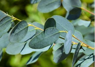 Eukaliptus właściwy - 10 nasion