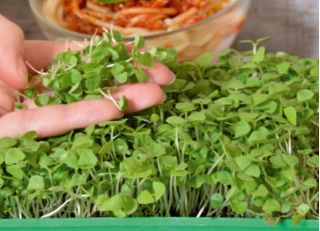 Microgreens - Bazylia właściwa zielona - młode listki o unikalnym smaku - 1950 nasion