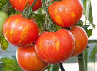 Pomidor wysoki - Tigerella - 80 nasion