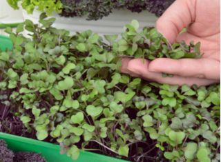Microgreens – Jarmuż czerwony Scarlet - młode listki o unikalnym smaku - 900 nasion