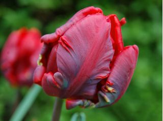 Tulipan Rococo  - 5 cebulek