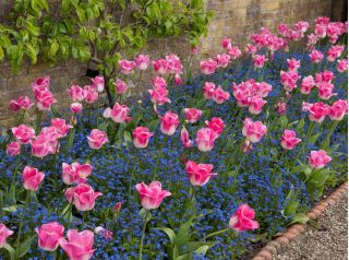 Tulipan Innuendo i niezapominajka alpejska niebieska - zestaw cebulek i nasion