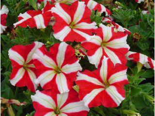 Petunia o kwiatach dwubarwnych - czerwono-biała