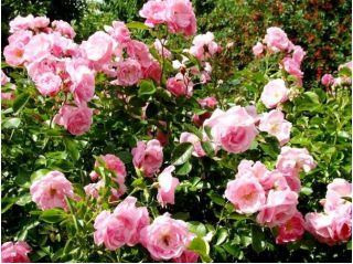 Róża okrywowa różowa - sadzonka