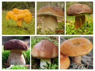 Zestaw grzybów pod drzewa iglaste - 6 gatunków - grzybnia