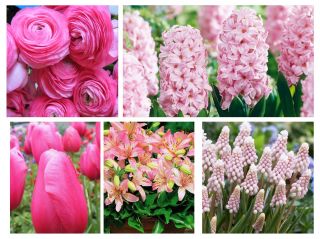 Zestaw kwiatów w kolorze różowym - 5 gatunków