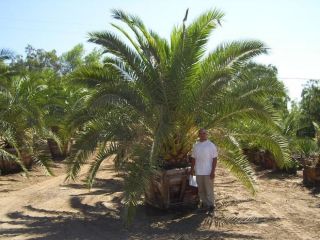 Palma królewska - 5 nasion