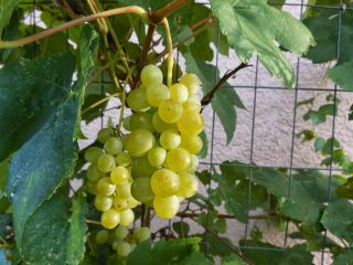 Winorośl Himrod - jasne, bezpestkowe winogrona - sadzonka P9-C2