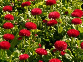 Stokrotka wielkokwiatowa Gracja - czerwona - 600 nasion