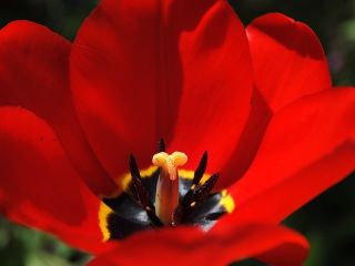 Tulipan Apeldoorn - 5 cebulek