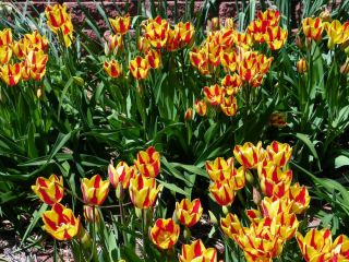 Tulipan Colour Spectacle - 5 cebulek