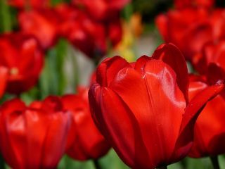 Tulipan Apeldoorn - 5 cebulek