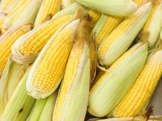 Kukurydza cukrowa Złota Karłowa - 120 nasion