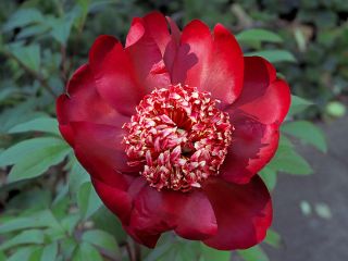 Piwonia, Paeonia - Nippon Beauty - 1 kłącze