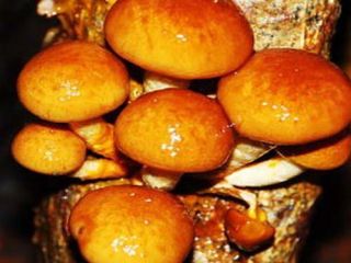 Zestaw GIGANT - 13 gatunków grzybów - grzybnia na kołkach