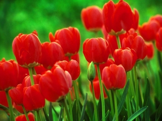 Tulipan czerwony - Red - GIGA paczka! - 250 szt.