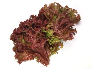 Sałata liściowa - Lollo rossa - 950 nasion