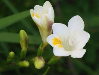 Frezja pojedyncza o kwiatach białych - White - 10 cebulek