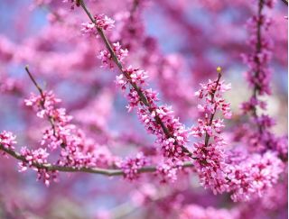 Judaszowiec południowy – drzewo o korze obsypanej kwiatami!