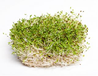 BIO Nasiona na kiełki - Lucerna - Certyfikowane nasiona ekologiczne