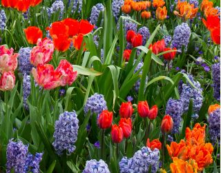 Zestaw niespotykanych tulipanów plus hiacynt niebieski - 29 szt.