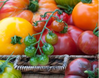 Pomidorowa fantazja - Zestaw 1 - 8 odmian nasion