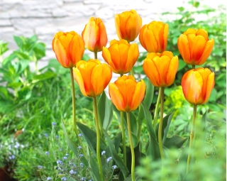 Tulipan Blushing Apeldoorn - 5 cebulek