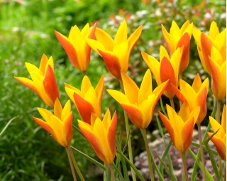 Tulipan Chrysantha Tubergen's Gem - duża paczka! - 50 szt.