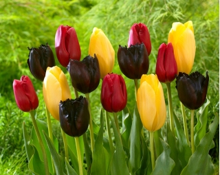 Wiosenne szczęście - 45 cebulek tulipanów - kompozycja 3 odmian